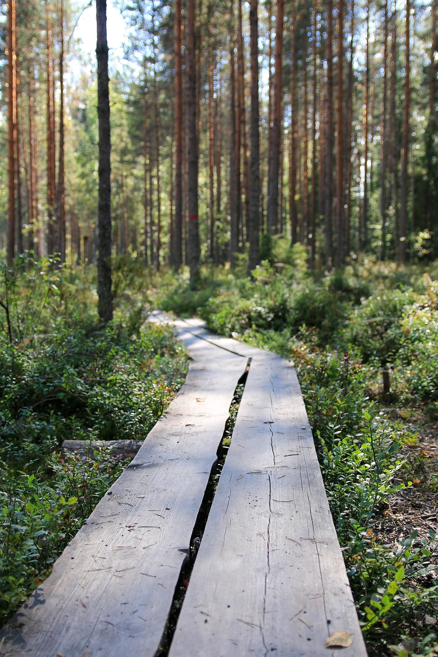 duckboard, summer, hiking, forest, nature, tree, outdoor, pine, step, finnish, lapland, autumn, camping, wood, walk, walking, finland, finnish, finnish, finland, finland, finland, finland, finland